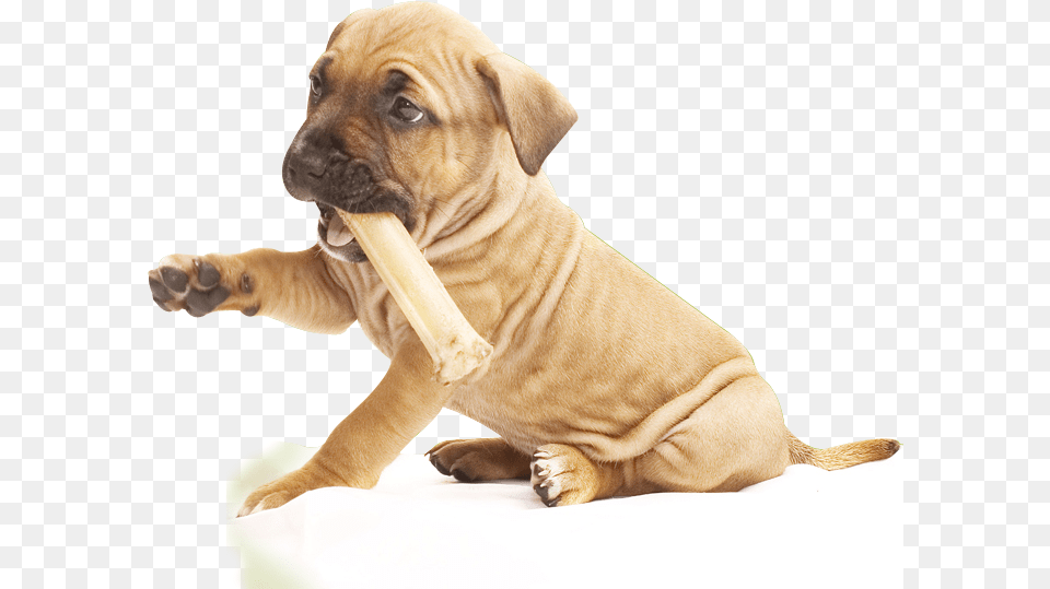 Pit Bull Puppy, Animal, Canine, Dog, Mammal Png