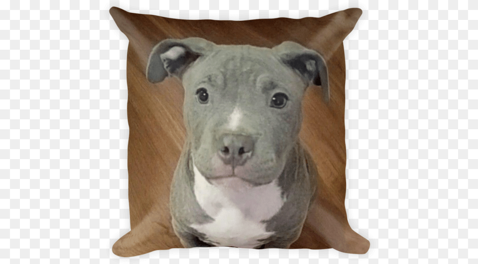Pit Bull Puppy Pillow Pitbull Cutest Dog, Animal, Bulldog, Canine, Mammal Free Transparent Png