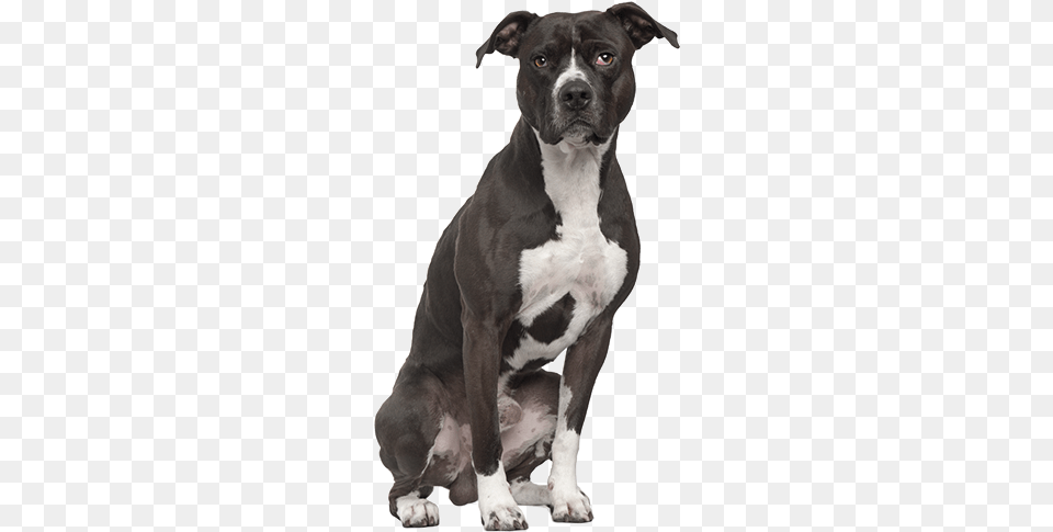 Pit Bull Terrier American Pit Bull Terrier Sitting, Animal, Bulldog, Canine, Dog Png Image