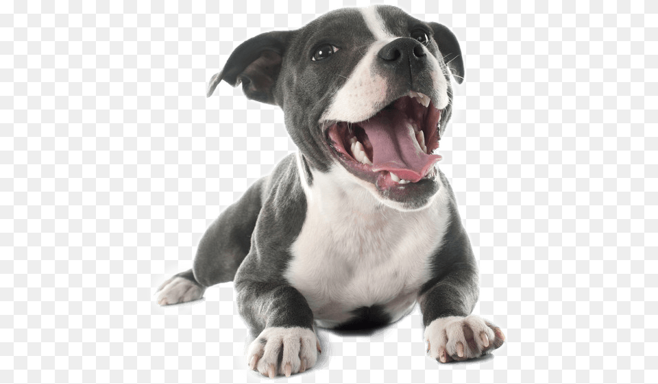 Pit Bull Terrier Pitbull, Animal, Canine, Dog, Mammal Free Png
