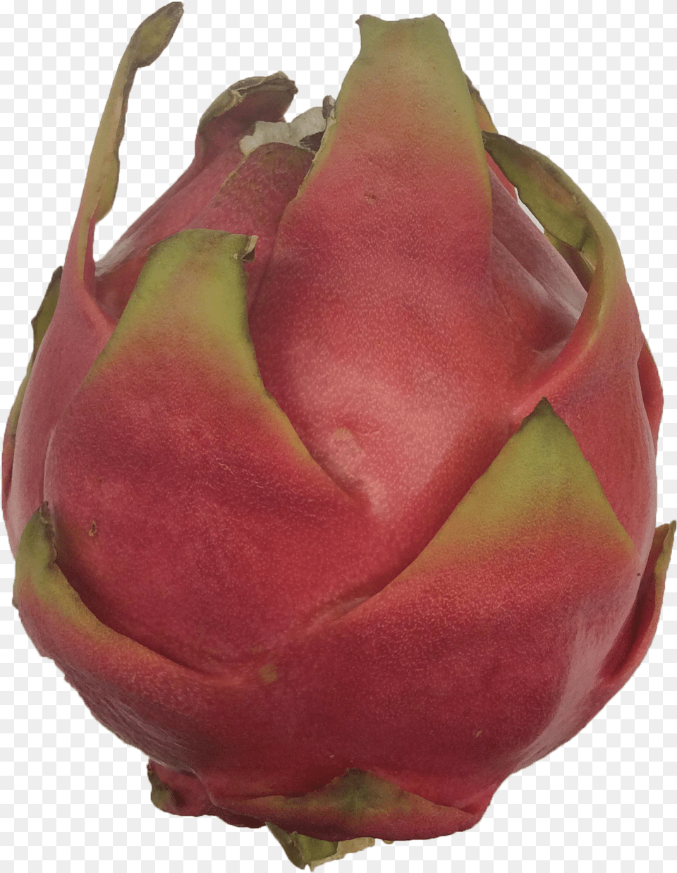 Pitaya, Flower, Food, Plant, Produce Png Image