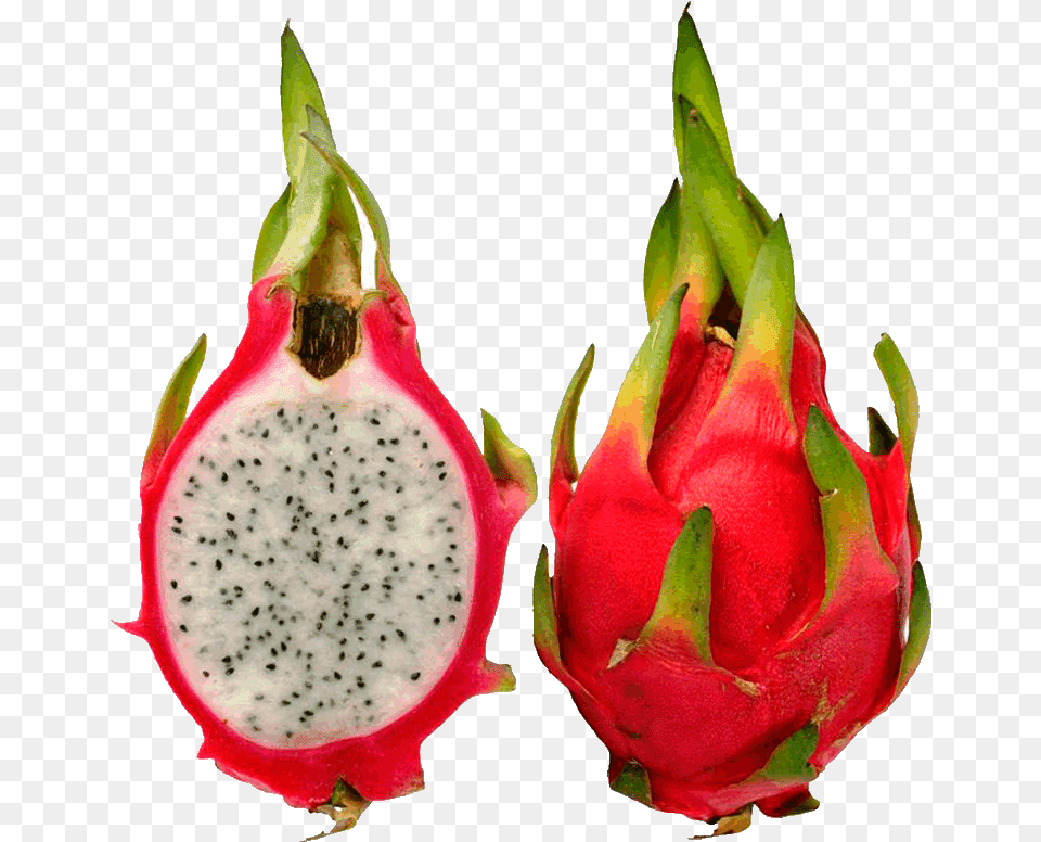 Pitaya Fruit Images Dragon Fruit Pictures Clip Art Cch Trng Thanh Long Bng Ht, Food, Plant, Produce, Flower Free Png