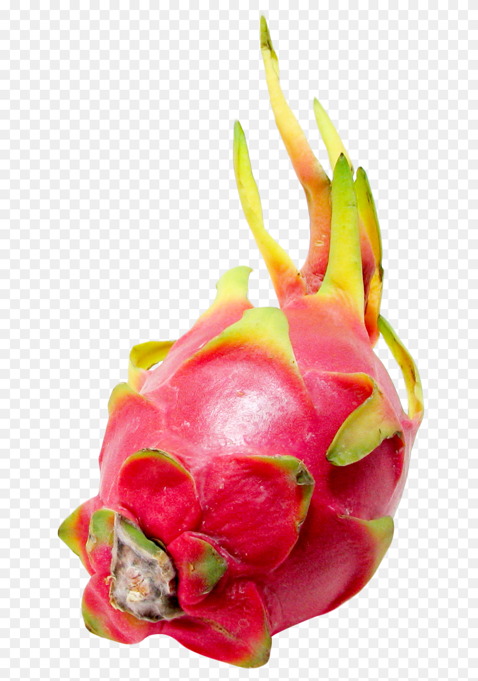 Pitaya Or Dragon Fruit, Food, Plant, Produce, Flower Png Image