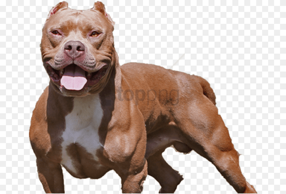Pitbull, Animal, Bulldog, Canine, Dog Png