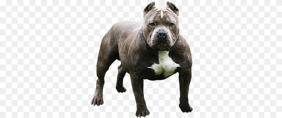 Pitbull, Animal, Bulldog, Canine, Dog Free Png Download