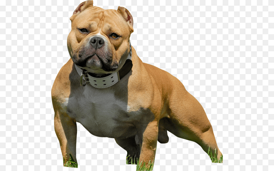 Pitbull American Bully, Animal, Bulldog, Canine, Dog Free Png Download