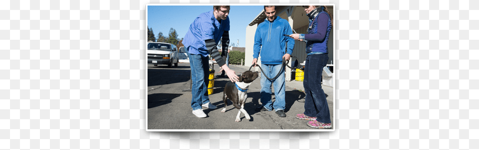 Pitbull At Clinic Dog Walking, Accessories, Strap, Pants, Clothing Png Image
