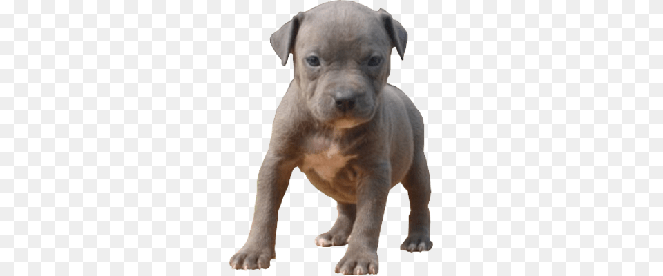 Pitbull Baby, Snout, Animal, Canine, Dog Free Png