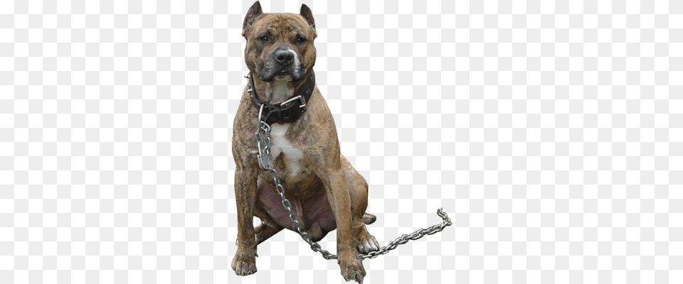Pitbull Chain, Animal, Boxer, Bulldog, Canine Free Png Download