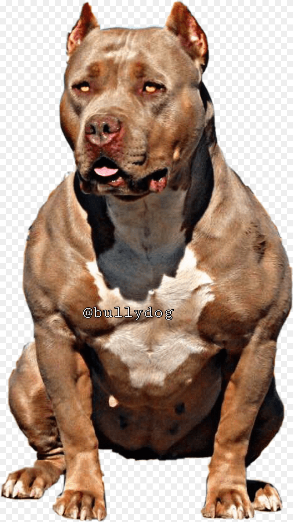Pitbull Clipart American Bully Pitbull American Bully Dog Yawns, Animal, Bulldog, Canine, Mammal Png