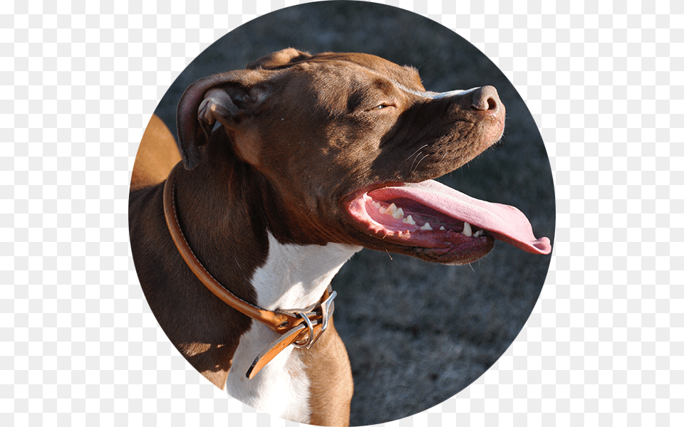 Pitbull Dog Bronzedog Rolled Leather Dog Collar, Animal, Canine, Mammal, Pet Png
