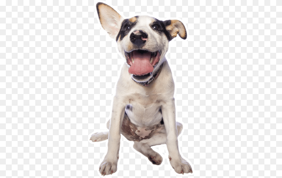 Pitbull Dog Dog Pit Bulls On The Beach Transparent Transparent, Animal, Canine, Mammal, Pet Free Png