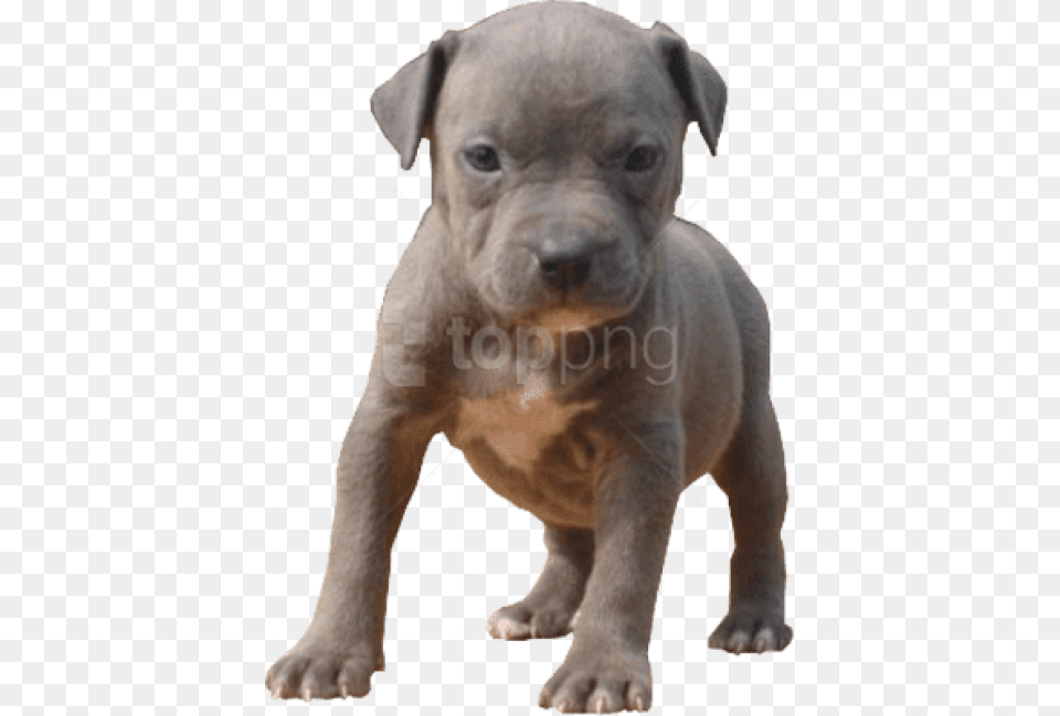 Pitbull Dog Pitbull Puppy Transparent Background, Animal, Canine, Mammal, Pet Png