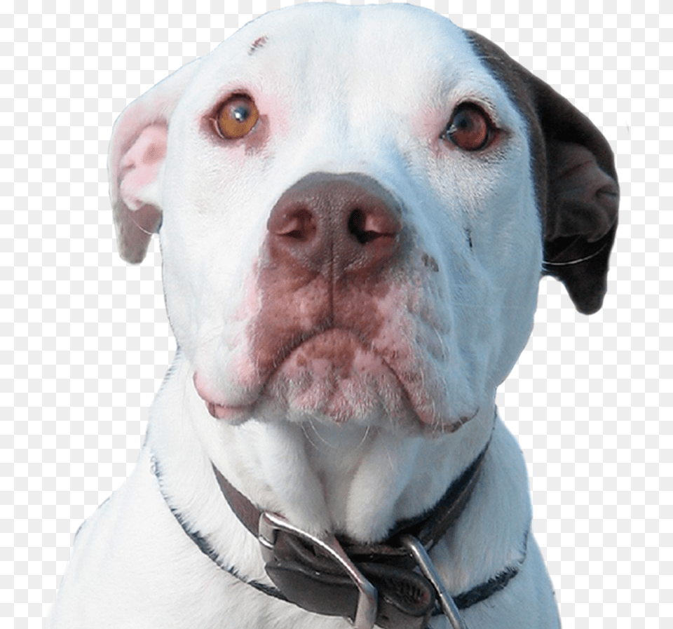 Pitbull Dog Transparent, Animal, Bulldog, Canine, Mammal Png