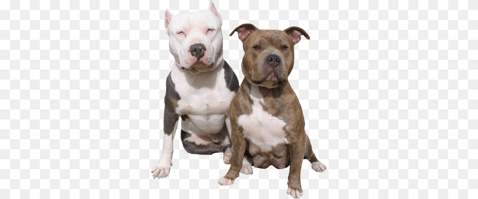 Pitbull Duo, Animal, Bulldog, Canine, Dog Free Png