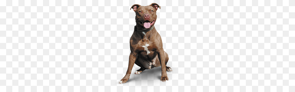 Pitbull Happy, Animal, Bulldog, Canine, Dog Free Png