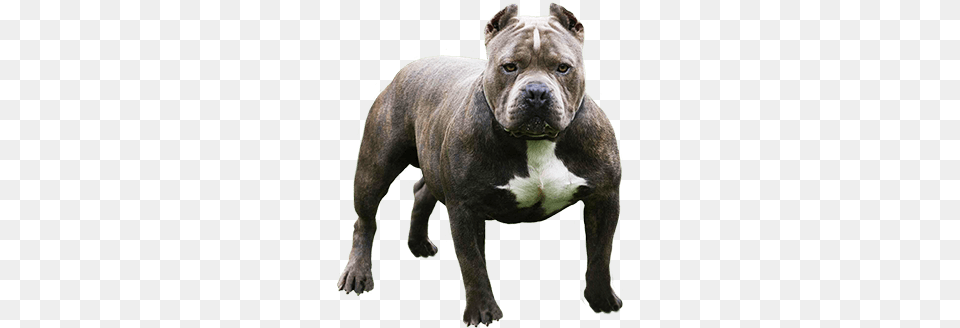 Pitbull Looking At You, Animal, Bulldog, Canine, Dog Png