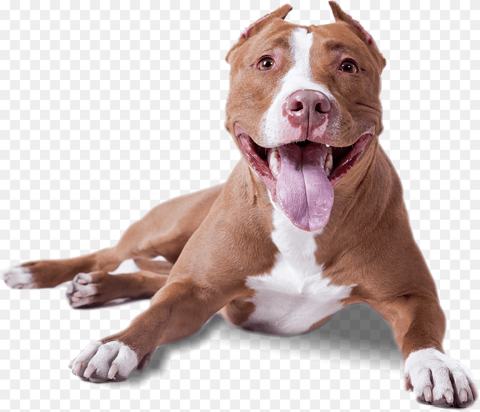 Pitbull Lying Down, Animal, Bulldog, Canine, Dog Free Transparent Png