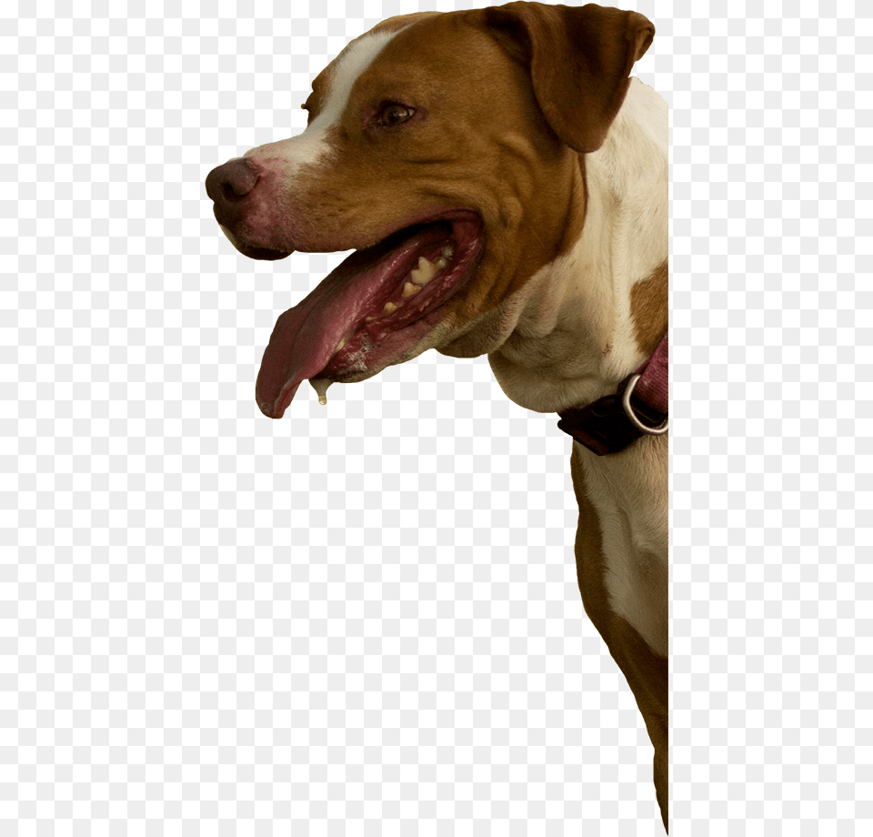 Pitbull Mix Rescue Dog Yawns, Animal, Canine, Hound, Mammal Png Image