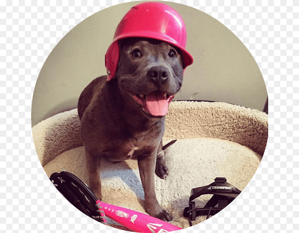 Pitbull Protectors Dog Catches Something, Helmet, Clothing, Photography, Hardhat Png Image
