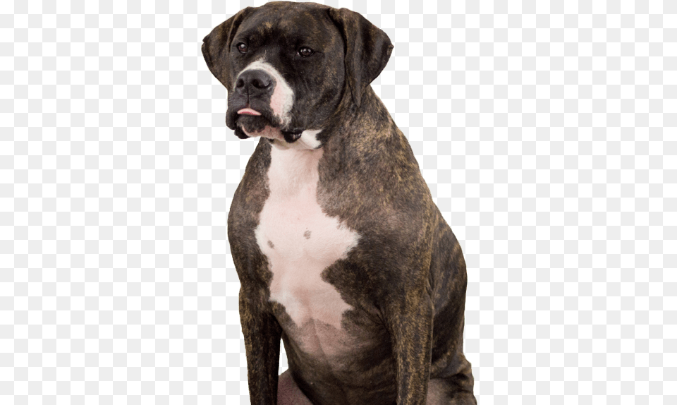 Pitbull Puppy Boxer, Animal, Bulldog, Canine, Dog Free Png Download
