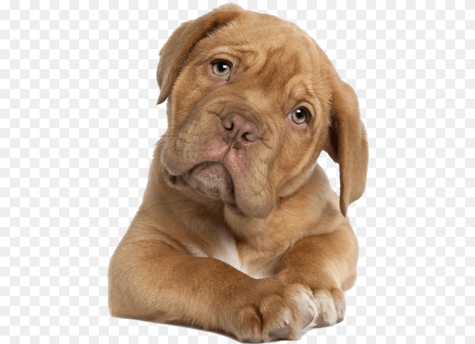 Pitbull Puppy Dogue De Bordeaux French Mastiff Puppy For, Animal, Canine, Dog, Mammal Png