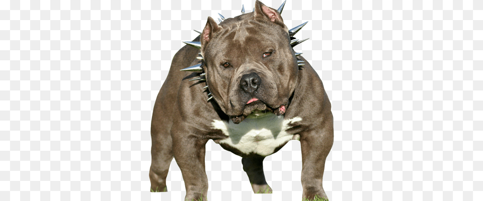 Pitbull Puppy Download American Bully Dog, Animal, Bulldog, Canine, Mammal Png