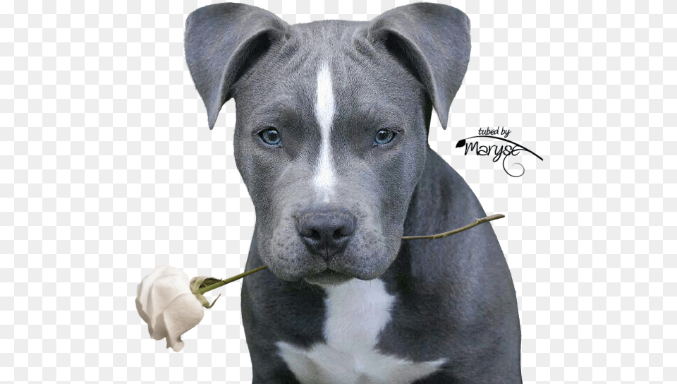 Pitbulls Pit Bulls Pitbull Pitbull Terrier Pit Blue Nose Pitbull Cute, Snout, Animal, Canine, Dog Free Png