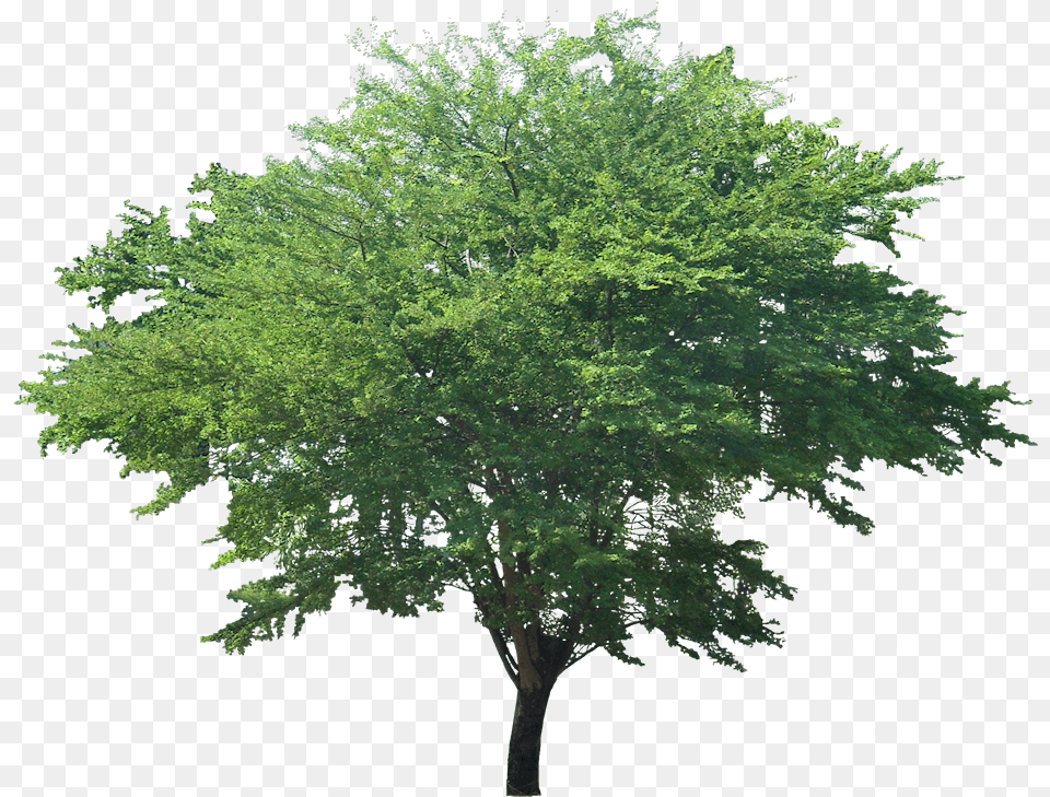 Pithecellobium Dulce Tree, Plant, Vegetation, Oak, Sycamore Free Png Download