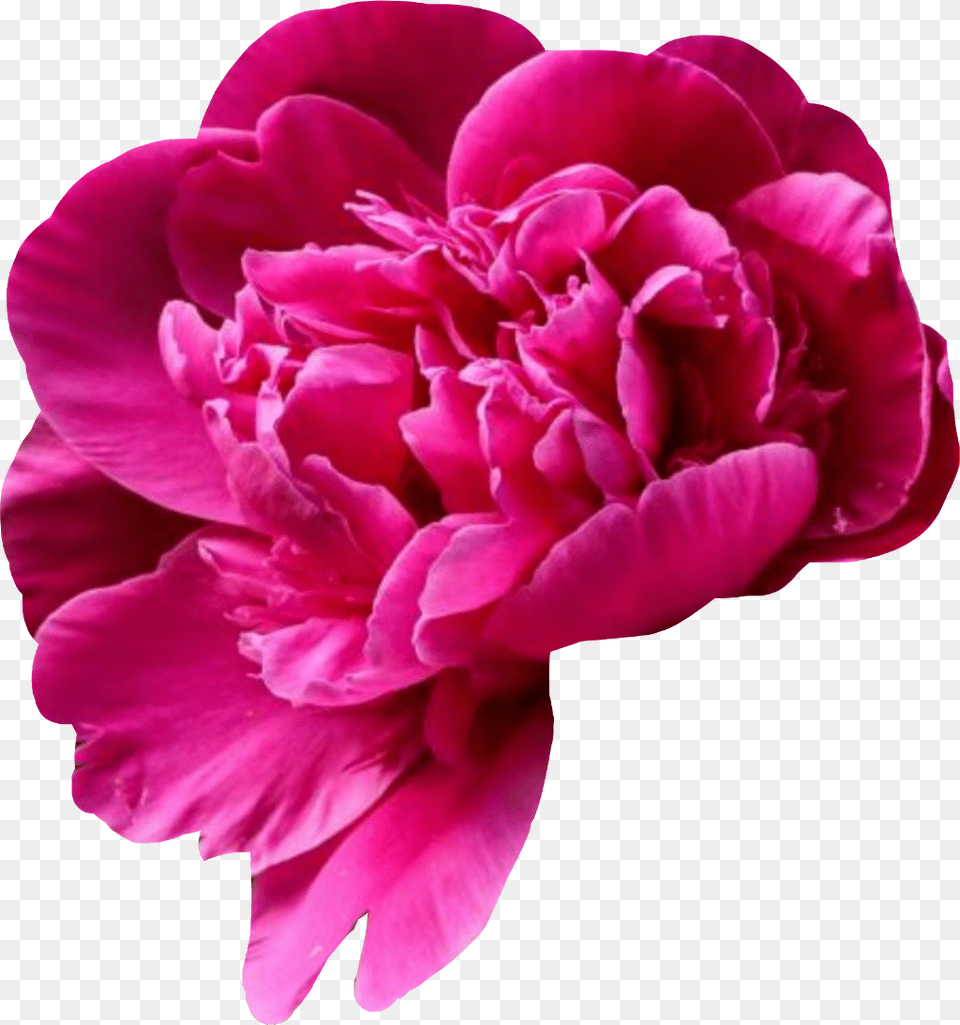 Pivoine De Chine, Carnation, Flower, Plant, Rose Png