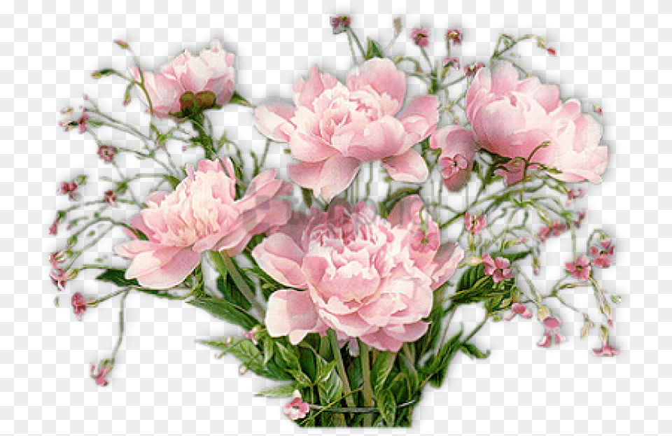 Pivoines Good Afternoon Pic Flowers, Flower, Flower Arrangement, Flower Bouquet, Plant Free Transparent Png