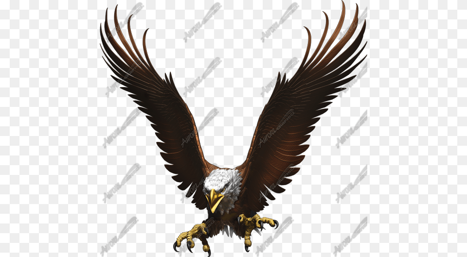 Pix, Animal, Beak, Bird, Eagle Free Transparent Png