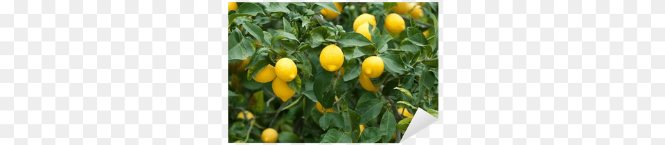 Pix Lemon Tree, Citrus Fruit, Food, Fruit, Plant Png