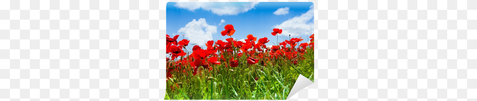 Pix Poppy Field At Sunset Wallpapers V22 Flower Field Low Angle, Plant, Outdoors, Grassland, Nature Png Image