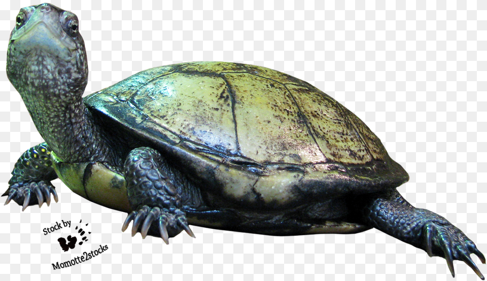 Pix Reptile Animals, Animal, Sea Life, Turtle, Box Turtle Free Png
