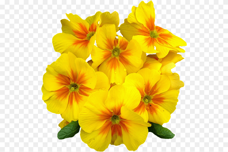 Pixabay Beautiful Yellow Flowers, Flower, Geranium, Plant, Petal Png Image