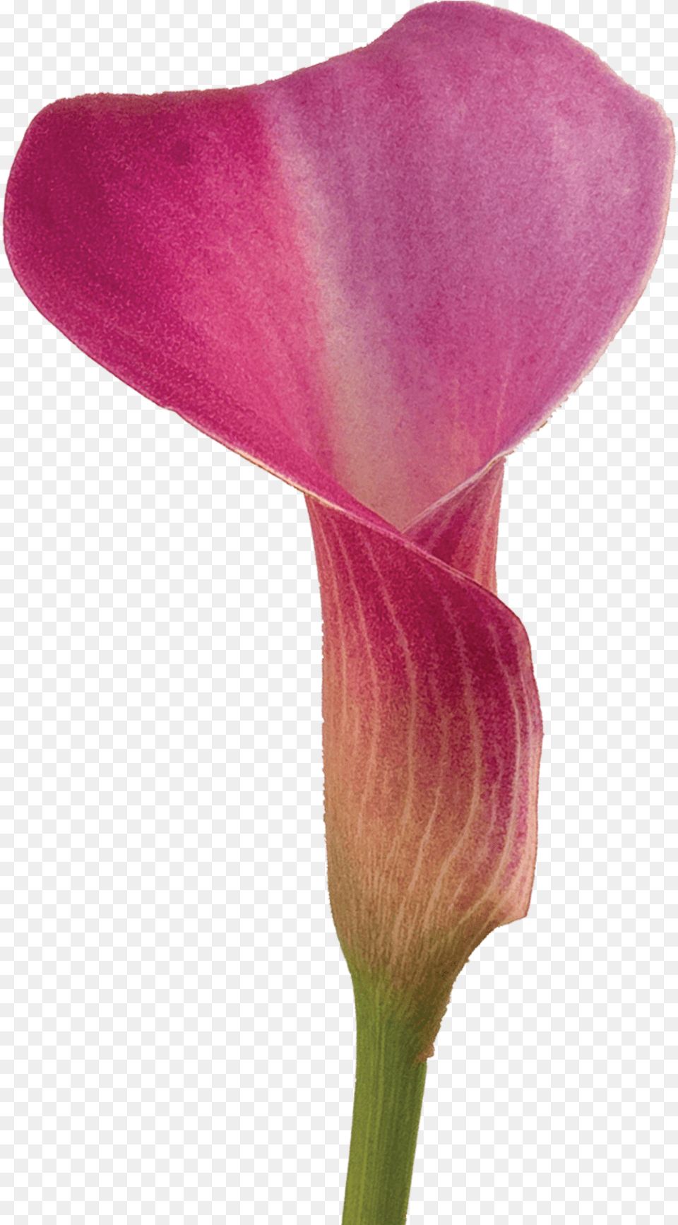 Pixel, Flower, Petal, Plant, Person Png Image