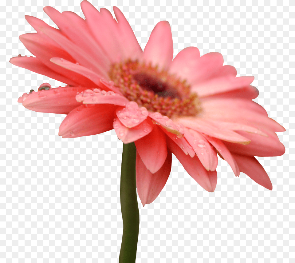 Pixel Flower Gerbera Daisy, Petal, Plant, Dahlia Free Png Download
