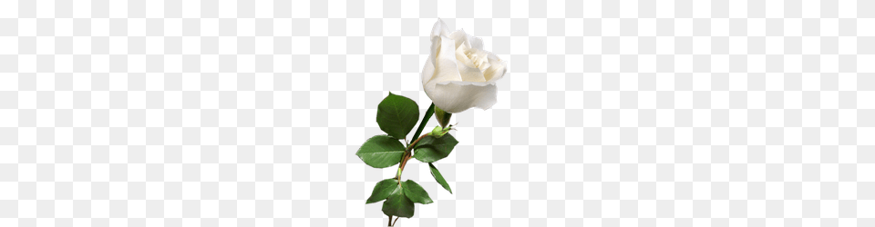 Pixel Gt Wallpaper White Rose, Flower, Plant, Diaper, Person Png Image