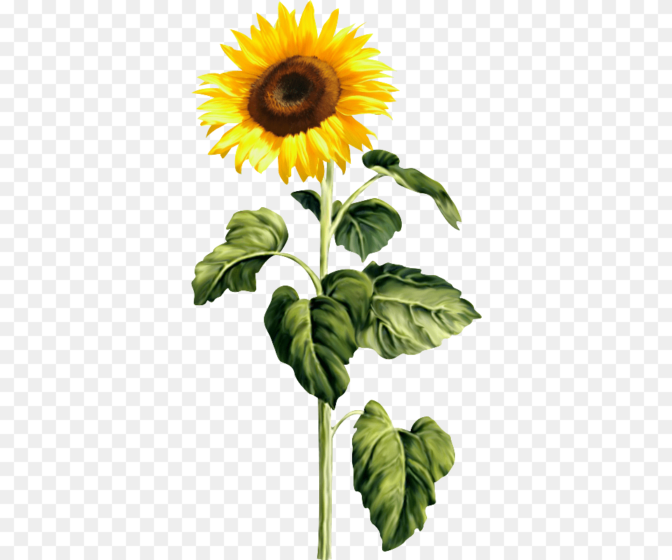 Pixel Sunflower, Flower, Plant Free Png Download