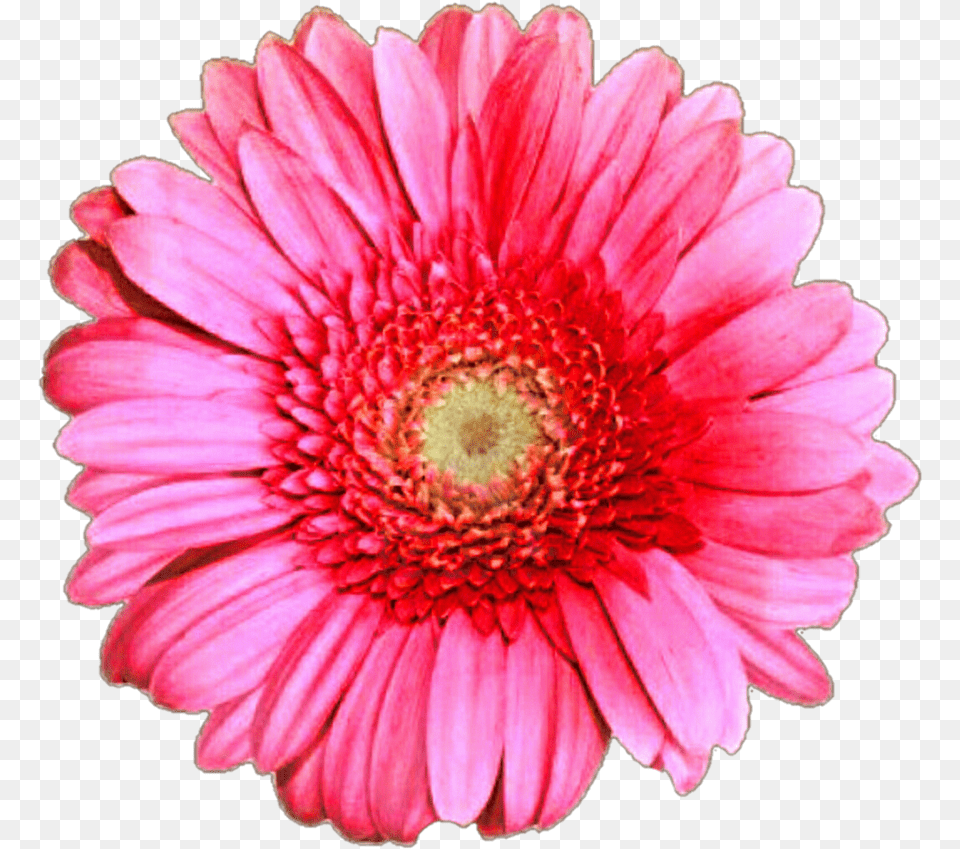 Pixels, Dahlia, Daisy, Flower, Petal Free Png