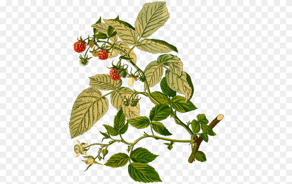 Pixels Wide Blackberries Blueberries Strawberries Rubus Idaeus, Berry, Food, Fruit, Leaf Png Image