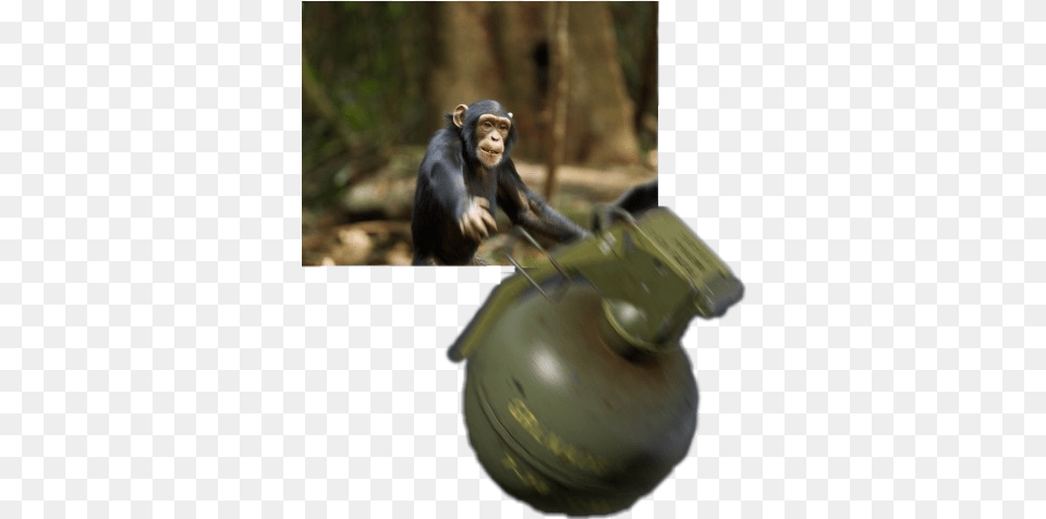 Pixilart Harambe S Uploaded By Snocthehedge Discord Monkey Throwing Grenade, Animal, Mammal, Wildlife, Weapon Png