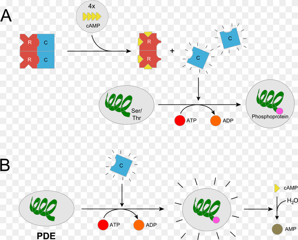 Pkarii Svg Protein Kinase, Logo, Paper, Text, Disk Png
