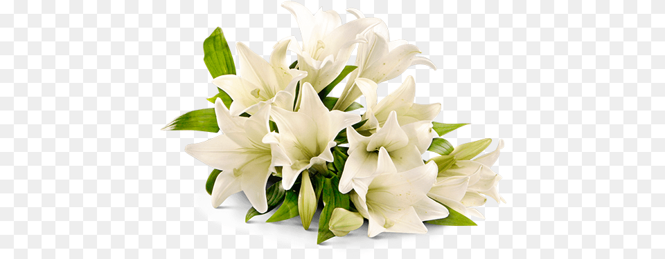 Place Flower For Rip, Flower Arrangement, Flower Bouquet, Plant, Lily Png
