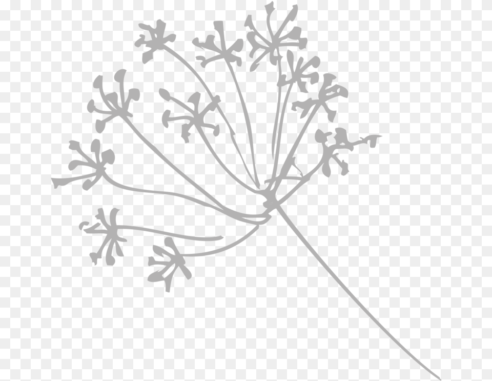 Place Holder, Flower, Plant, Apiaceae, Outdoors Png