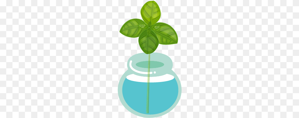 Place In Water Cloning Water, Green, Potted Plant, Plant, Mint Free Png Download