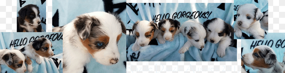 Place Your Deposit Early To Hold The Puppy Of Your Parson Russell Terrier, Animal, Pet, Mammal, Dog Free Png