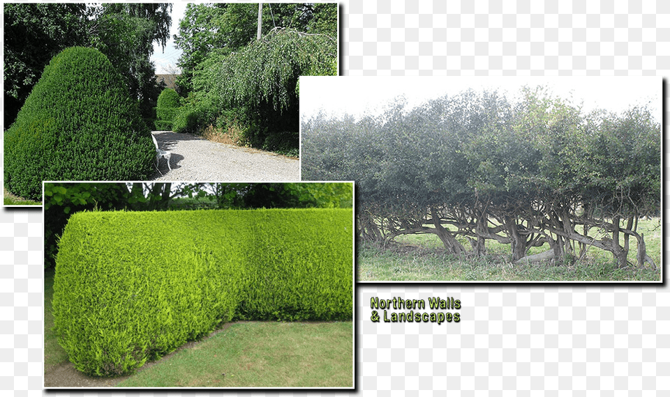 Placeholder Image Hedge, Fence, Plant, Vegetation, Garden Free Png