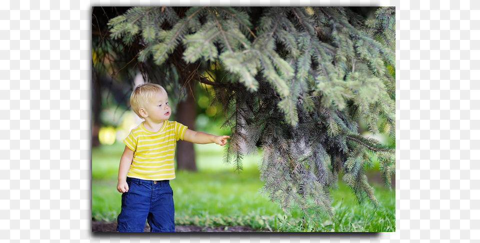 Placeholder Image Toddler, Fir, Pants, Clothing, Conifer Free Transparent Png